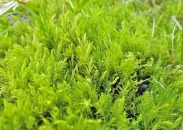 Attēlu rezultāti vaicājumam “Aulacomnium”