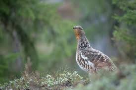 Attēlu rezultāti vaicājumam “Tetrao urogallus female”
