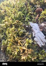 Attēlu rezultāti vaicājumam “Pleurozium schreberi sporophyte”