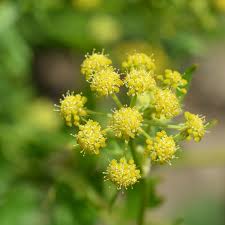 Attēlu rezultāti vaicājumam “Levisticum officinale flower”