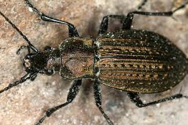 Attēlu rezultāti vaicājumam “Carabus granulatus”