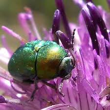 Attēlu rezultāti vaicājumam “Cryptocephalus aureolus, Cryptocephalus sericeus”