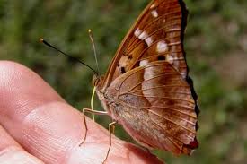 Attēlu rezultāti vaicājumam “Apatura ilia”