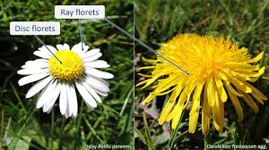 Attēlu rezultāti vaicājumam “Asteraceae”