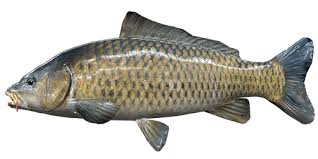 Image result for Cyprinus carpio