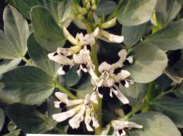 Attēlu rezultāti vaicājumam “Vicia faba flower”