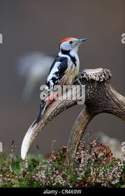 Attēlu rezultāti vaicājumam “Dendrocopos medius nest”
