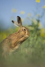 Attēlu rezultāti vaicājumam “Lepus europaeus adult”