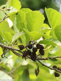 Attēlu rezultāti vaicājumam “Alnus glutinosa fruit”