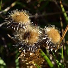 Attēlu rezultāti vaicājumam “Carlina vulgaris flower”
