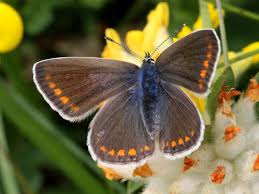 Attēlu rezultāti vaicājumam “Polyommatus icarus male”