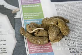 Image result for cestoda excrement dog