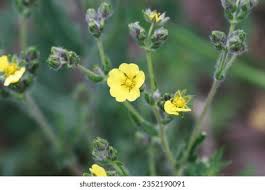 Attēlu rezultāti vaicājumam “Potentilla argentea bud”