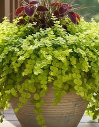 Attēlu rezultāti vaicājumam “Lysimachia nummularia flower”