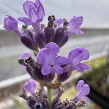 Attēlu rezultāti vaicājumam “Lavandula angustifolia bud”