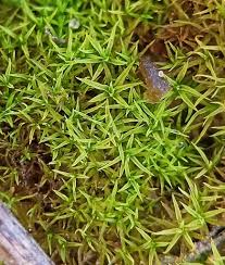 Attēlu rezultāti vaicājumam “Weissia squarrosa”