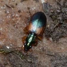 Attēlu rezultāti vaicājumam “Anchomenus dorsalis”