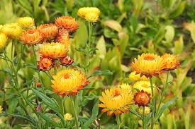 Image result for Helichrysum bracteatum