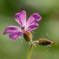 Attēlu rezultāti vaicājumam “Geranium robertianum fruit”