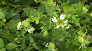 Attēlu rezultāti vaicājumam “Silene baccifera fruit”