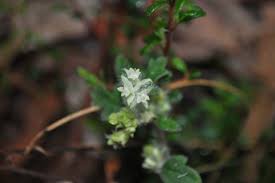Attēlu rezultāti vaicājumam “Carex pilosa flower”