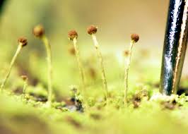 Attēlu rezultāti vaicājumam “Chaenotheca furfuracea”