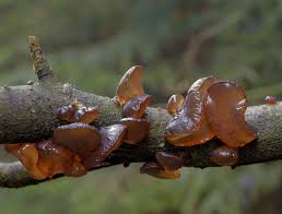 Attēlu rezultāti vaicājumam “Exidia recisa”