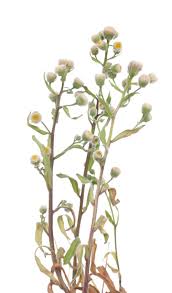 Attēlu rezultāti vaicājumam “Helichrysum arenarium bud”