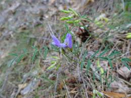 Attēlu rezultāti vaicājumam “Astragalus arenarius”