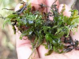 Attēlu rezultāti vaicājumam “Aneura pinguis”