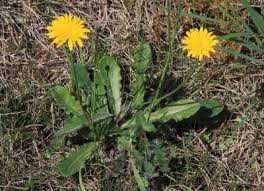 Attēlu rezultāti vaicājumam “Hypochaeris radicata leaf”