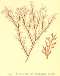 Attēlu rezultāti vaicājumam “Ceramium sp.”