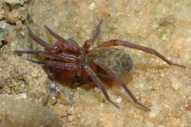 Attēlu rezultāti vaicājumam “Agroeca brunnea”