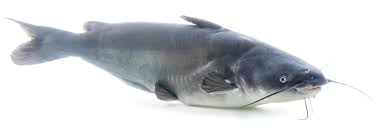 Image result for Ictalurus furcatus