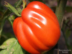 Afbeeldingsresultaat voor crnkovic yugoslavian tomato