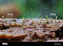 Attēlu rezultāti vaicājumam “Physarum viride var. aurantium spores”