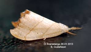 Attēlu rezultāti vaicājumam “Falcaria lacertinaria”