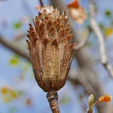 Attēlu rezultāti vaicājumam “Liriodendron tulipifera fruit”