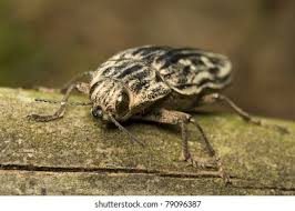 Attēlu rezultāti vaicājumam “Chalcophora mariana”