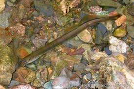 Attēlu rezultāti vaicājumam “Lampetra planeri”