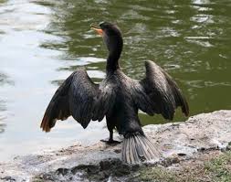 Image result for Phalacrocorax carbo