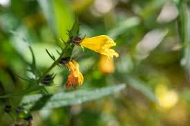 Attēlu rezultāti vaicājumam “Melampyrum pratense flower”
