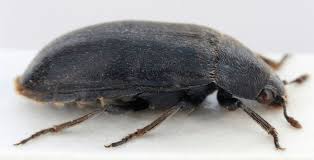 Attēlu rezultāti vaicājumam “Dermestidae”