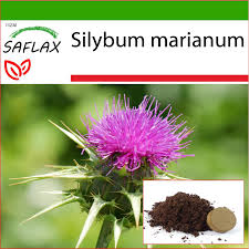 Attēlu rezultāti vaicājumam “Silybum marianum fruit”