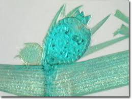 Attēlu rezultāti vaicājumam “Chara filiformis”