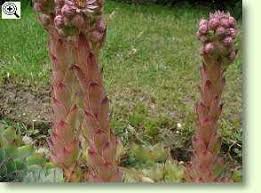 Image result for echtes Hauswurz