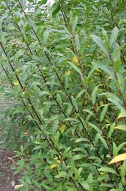 Attēlu rezultāti vaicājumam “Salix triandra leaf”