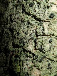 Attēlu rezultāti vaicājumam “Bacidia subincompta”