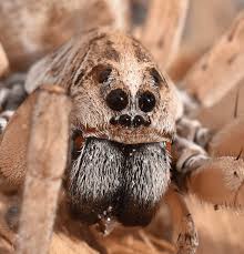 Attēlu rezultāti vaicājumam “Lycosidae”