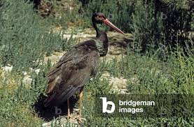 Attēlu rezultāti vaicājumam “Ciconia nigra”